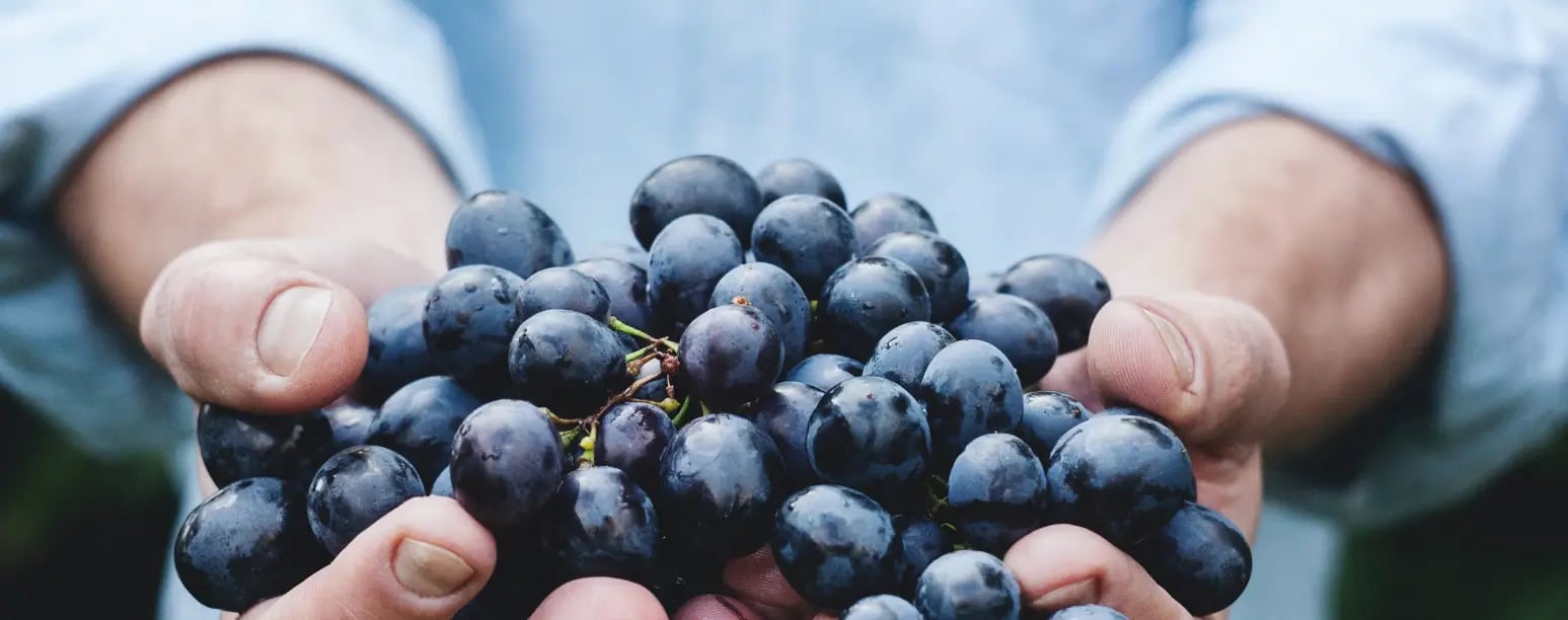 Someone holding black grapes